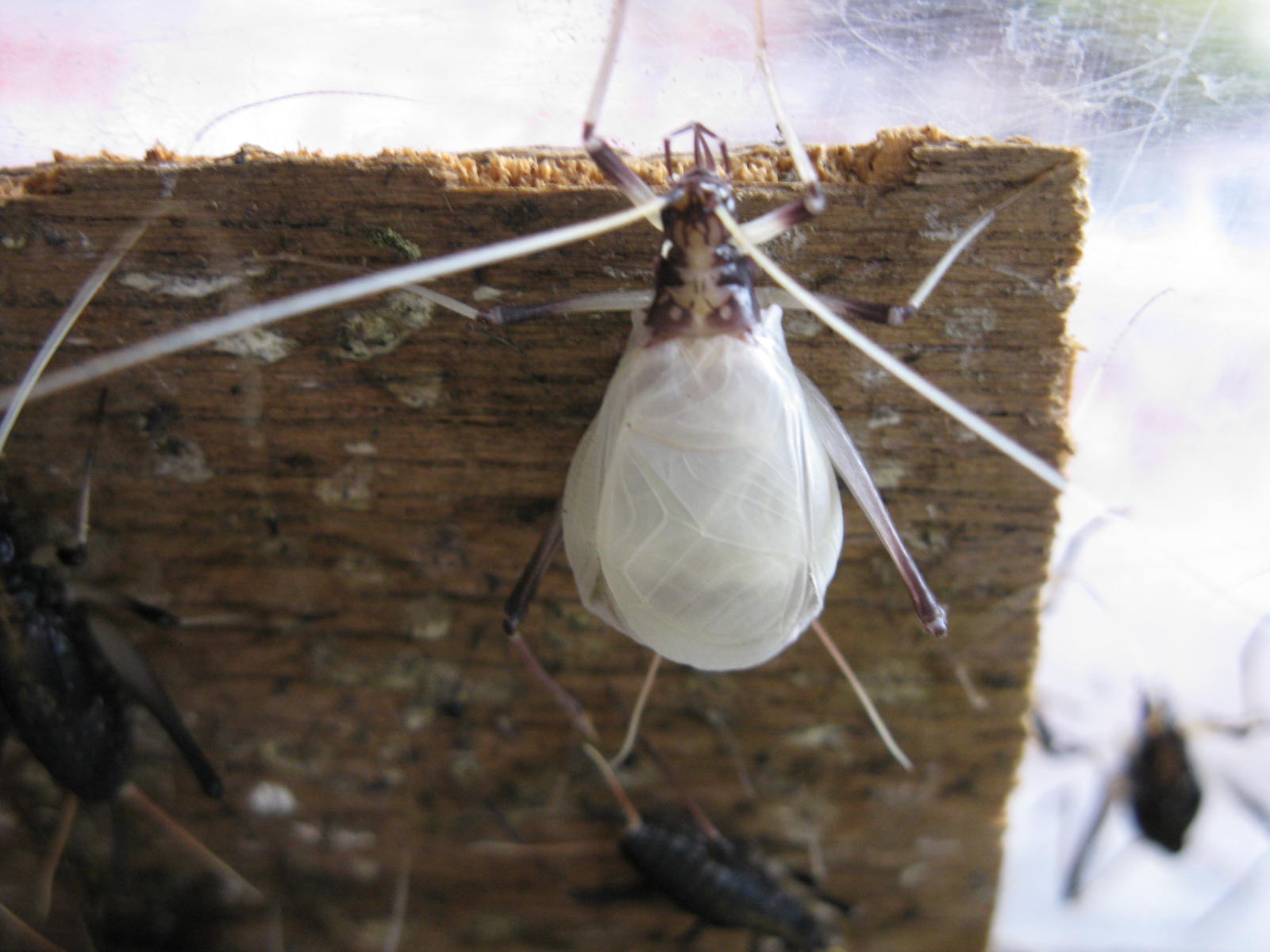 09 08 14 鈴虫が成虫に脱皮 しました としょくん 紙芝居ボランティア の 窮窮自適 日記 暮らしの便り 09 08 14 鈴虫が成虫に脱皮 しました としょくん 紙芝居ボランティア の 窮窮自適 日記 暮らしの便り