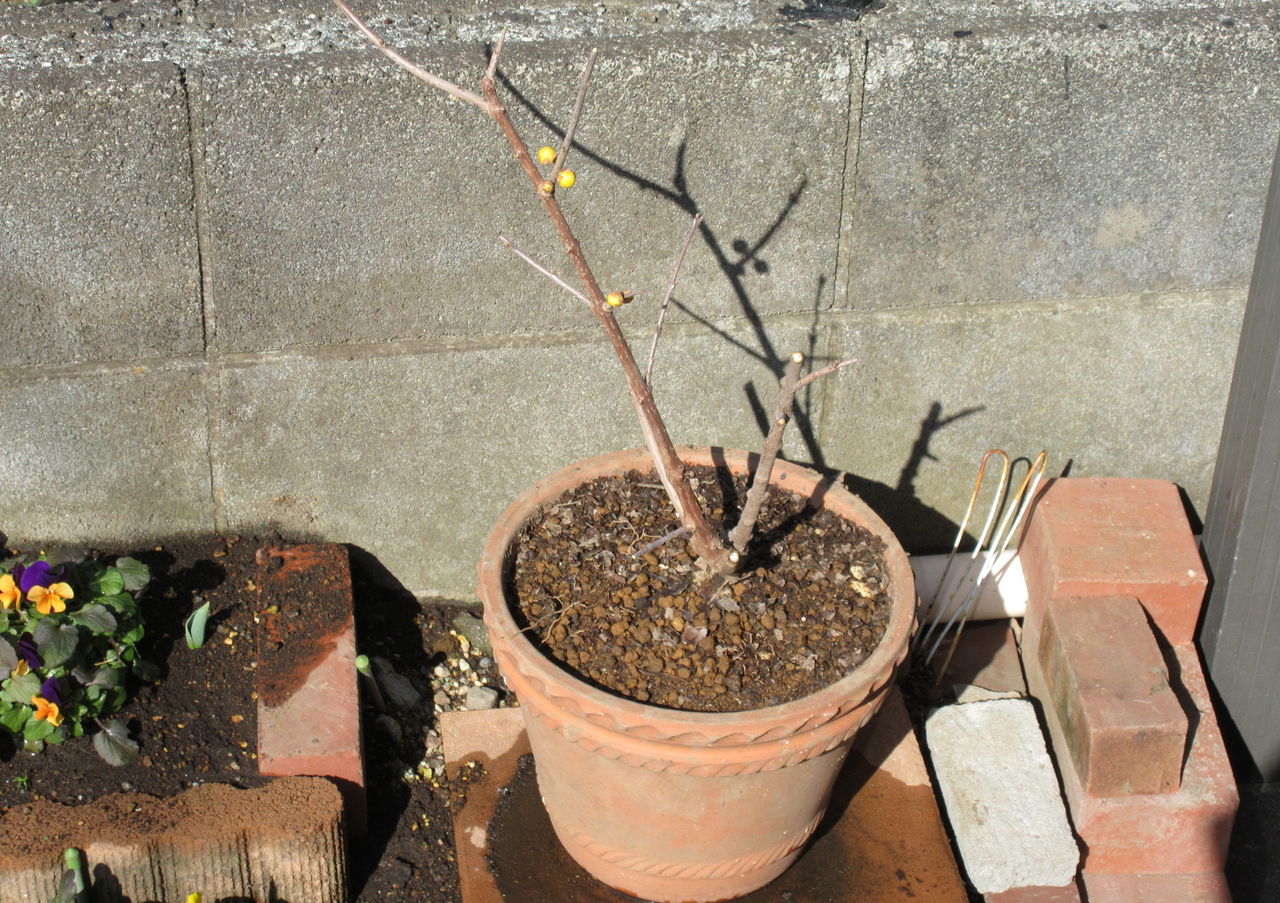 17 01 30 春の陽気に 鉢植えの手入れ としょくん 紙芝居ボランティア の 窮窮自適 日記 暮らしの便り
