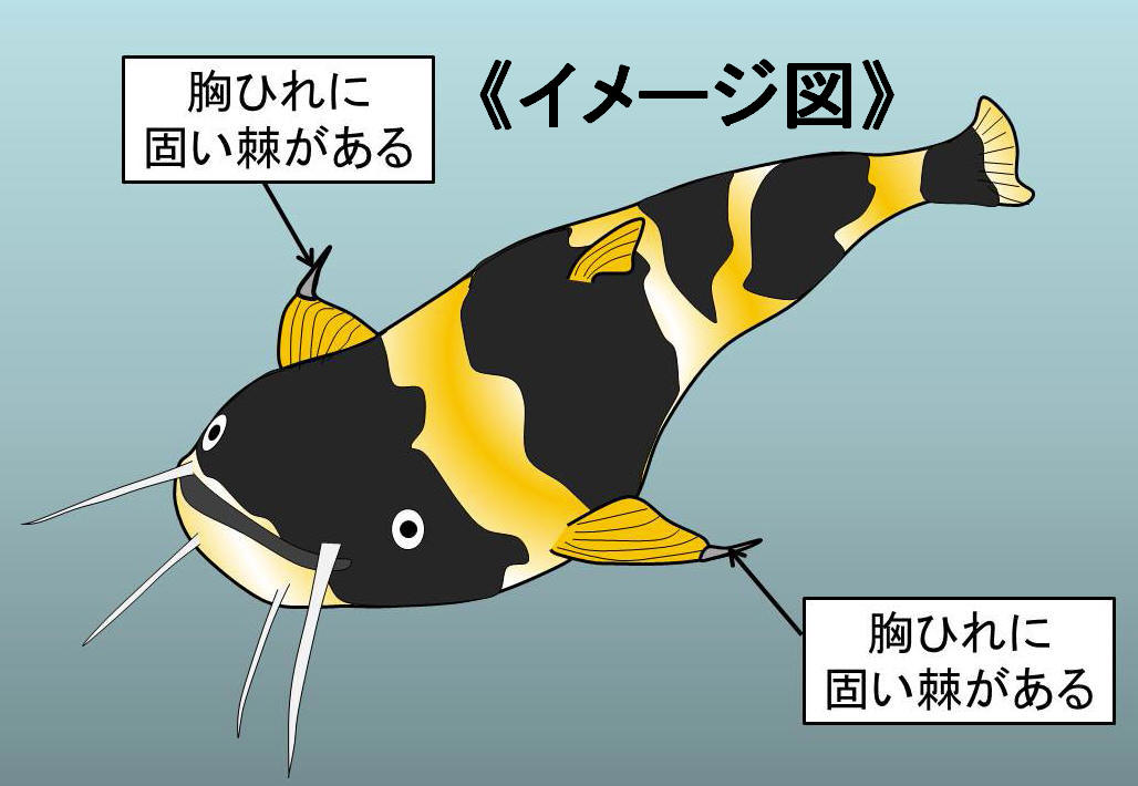 子供の頃の思い出 黄色っぽいナマズ 絶滅危惧種 としょくん 紙芝居ボランティア の 窮窮自適 日記 思いのまま 子供の頃の思い出 黄色っぽいナマズ 絶滅危惧種 としょくん 紙芝居ボランティア の 窮窮自適 日記 思いのまま