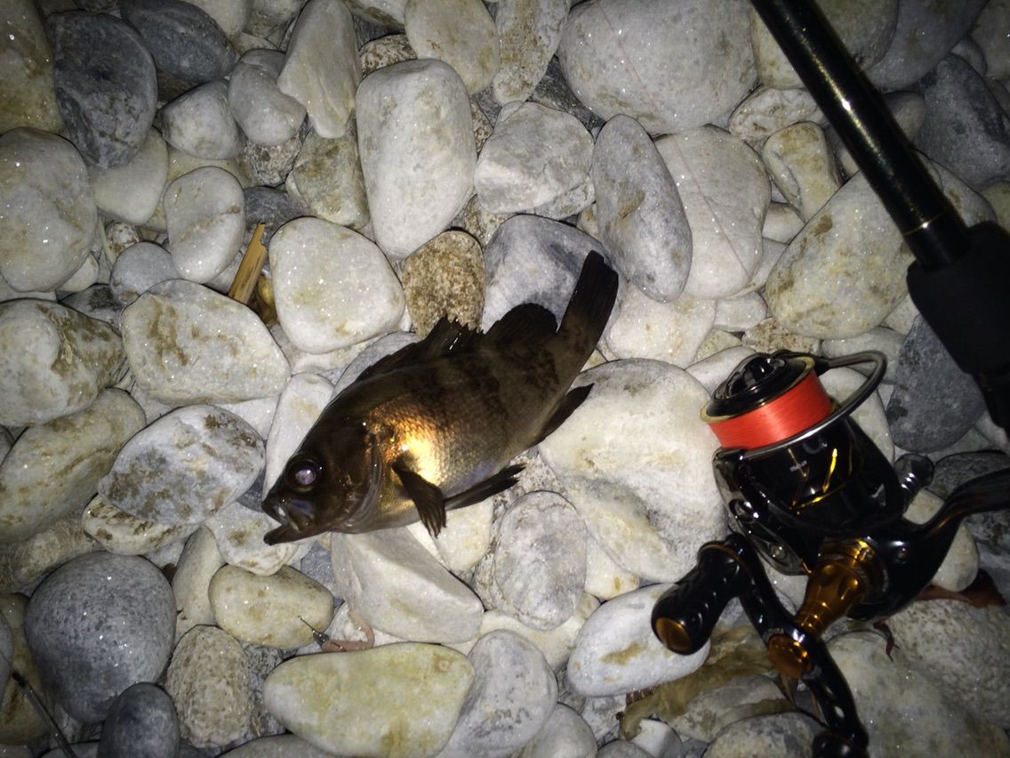 メバリング 生分解性ワームでナイスサイズゲット Nabra Chase Fishing メバリング 生分解性ワームでナイスサイズゲット Nabra Chase Fishing