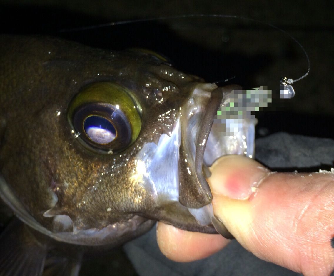 新製品 サークル34のモニターでテストしたワームが発売 Nabra Chase Fishing 新製品 サークル34のモニターでテストしたワームが発売 Nabra Chase Fishing