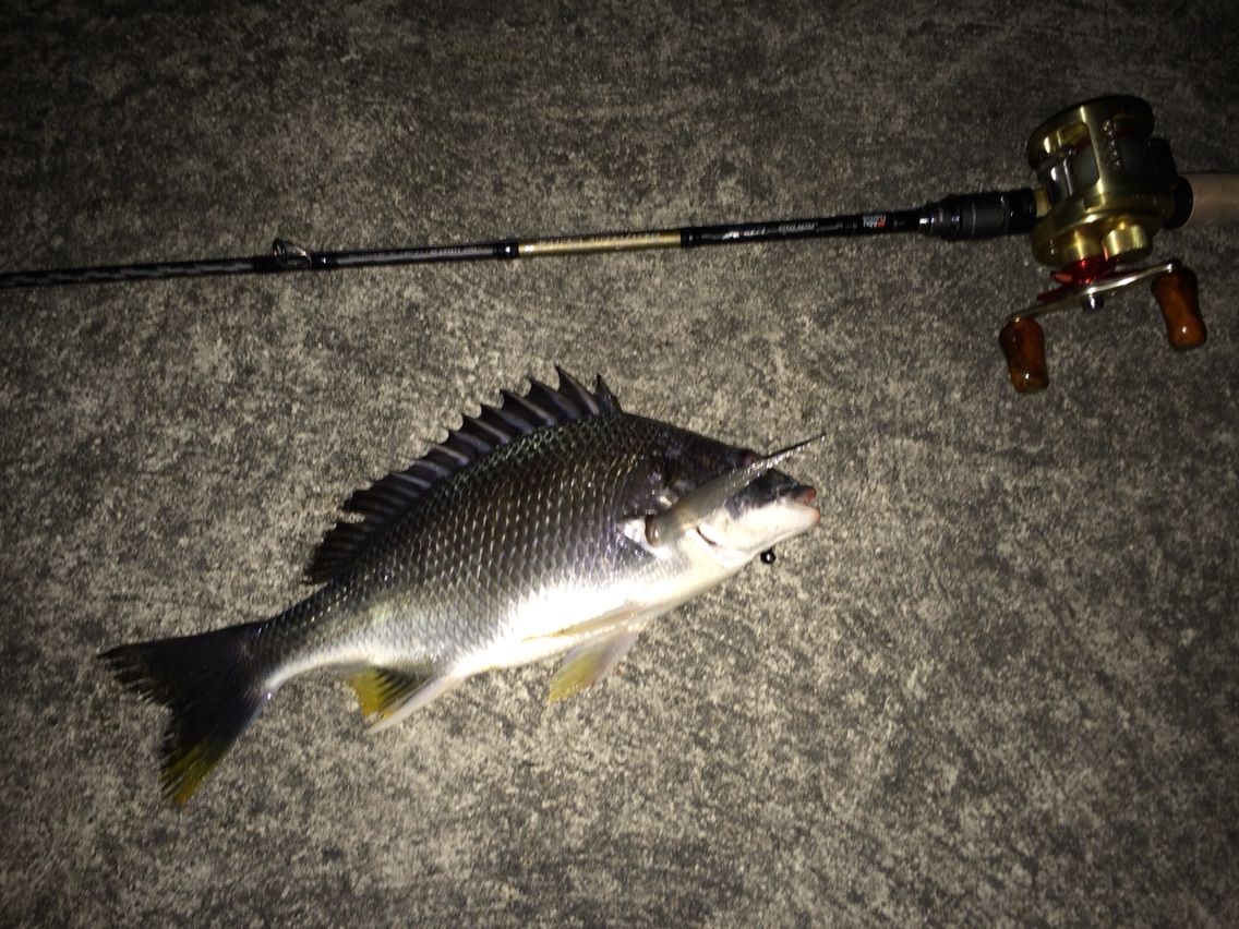 チニング ベイトフィネスでマチヌ捕獲のはずが 心も折れてフック折れ Nabra Chase Fishing チニング ベイトフィネスでマチヌ捕獲のはずが 心も折れてフック折れ Nabra Chase Fishing