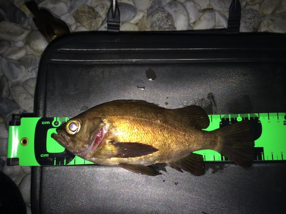 メバリング 生分解性ワームでナイスサイズゲット Nabra Chase Fishing