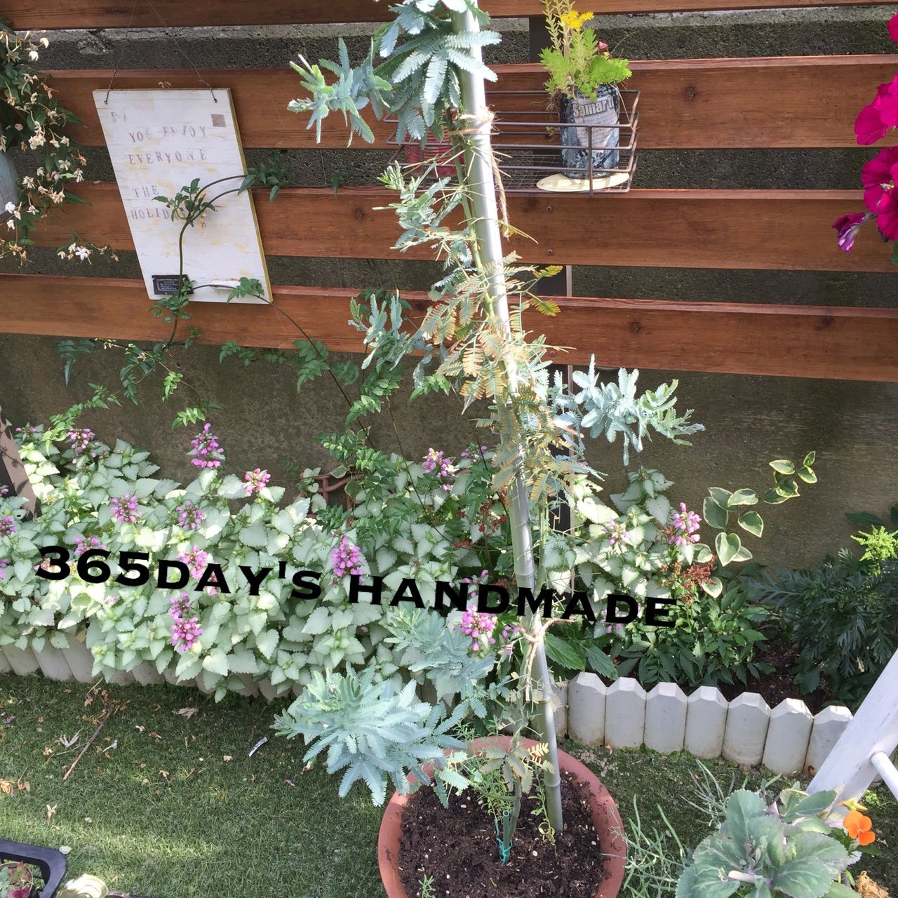 鉢植えのミモザの植え替えと最近のお庭 365day S Handmade