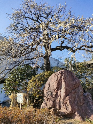 2024年1月31日の花と緑の振興センターと興善院