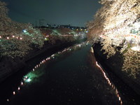 6夜桜ツアー 039