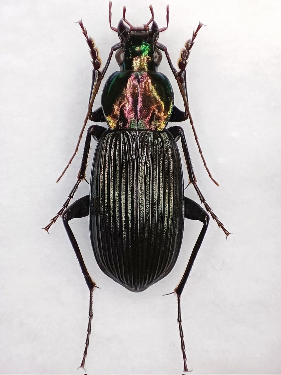 日本のアオゴミムシ : 塵無死探訪記