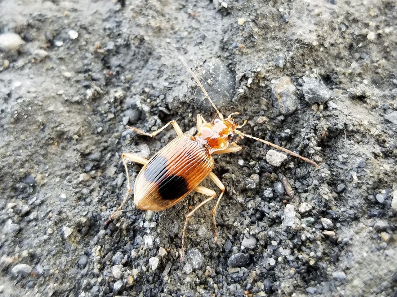 快進撃 : 塵無死探訪記