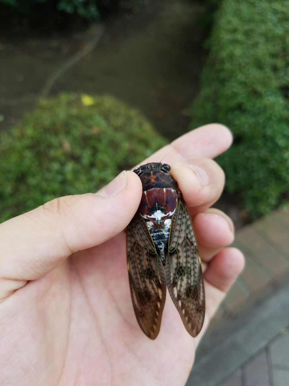 憧れの蒼い蛾 塵無死探訪記 憧れの蒼い蛾 塵無死探訪記