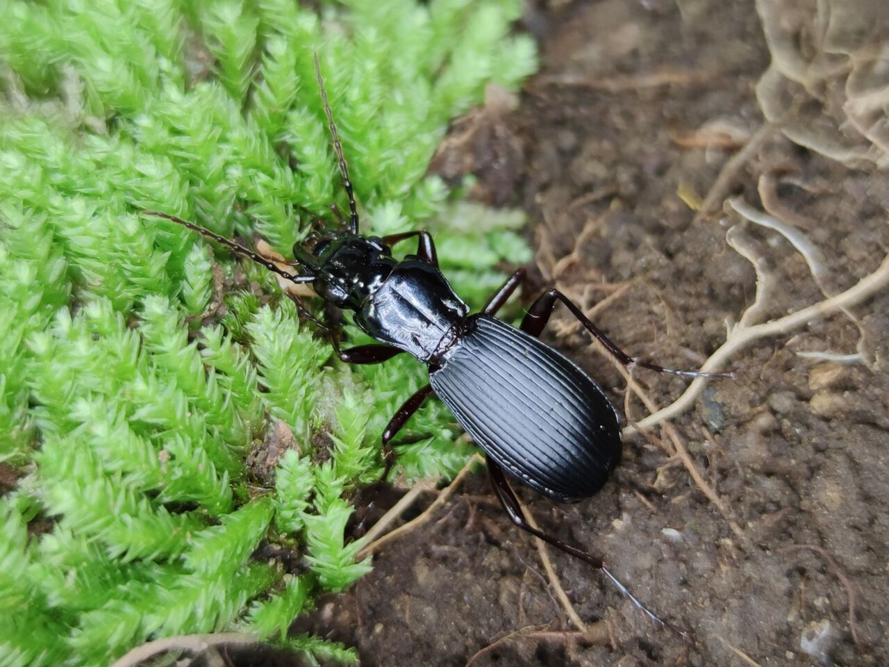 狂気の再来 : 塵無死探訪記 珍品オオズクビナガオサムシ