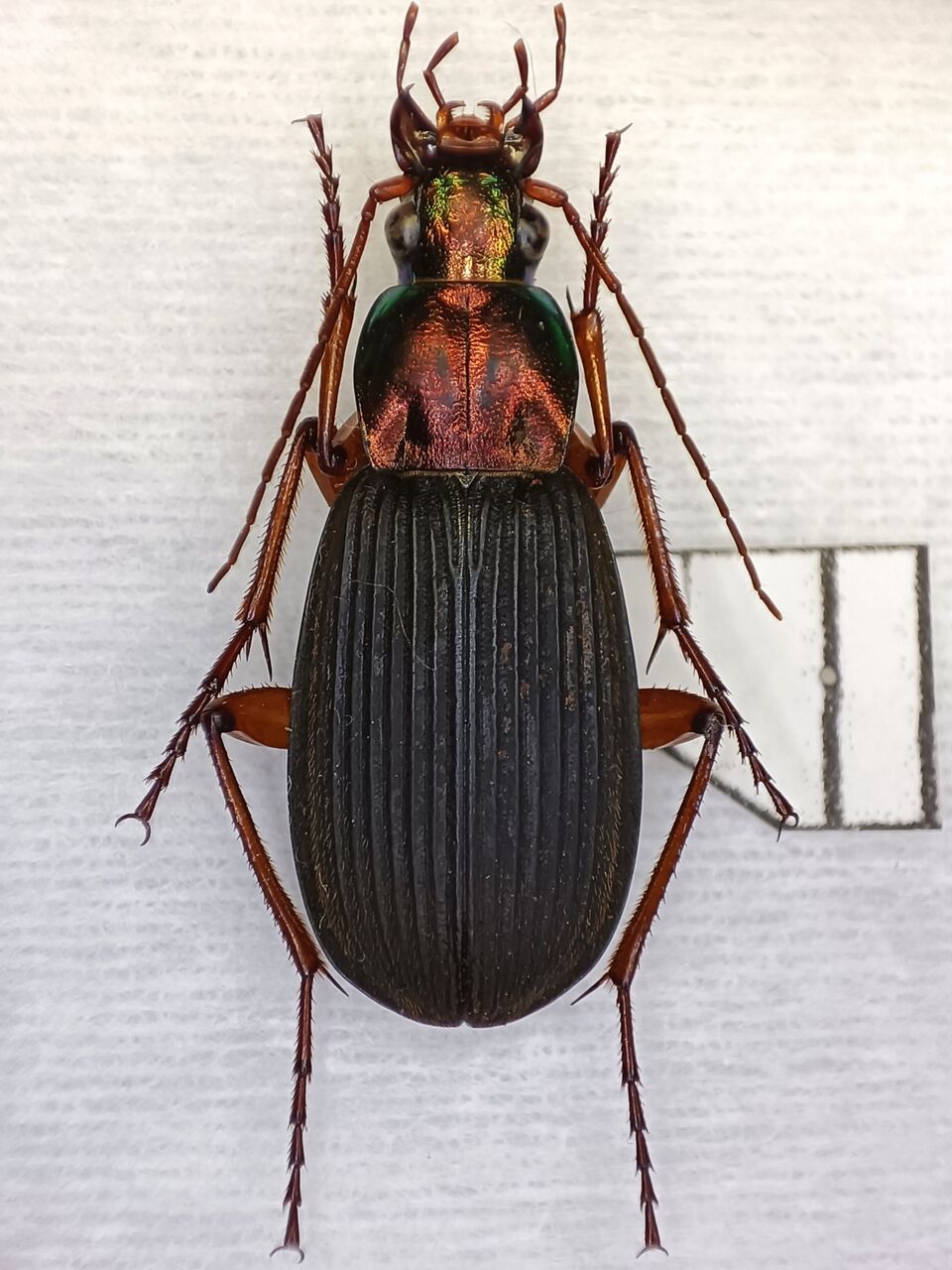 日本のアオゴミムシ : 塵無死探訪記