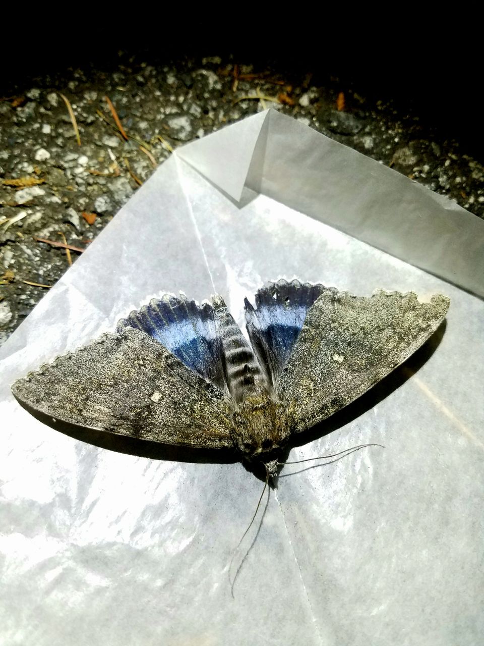 フェア終わりのプチ遠征 塵無死探訪記