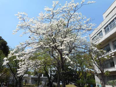 15年05月02日 踊人走人滑人blog