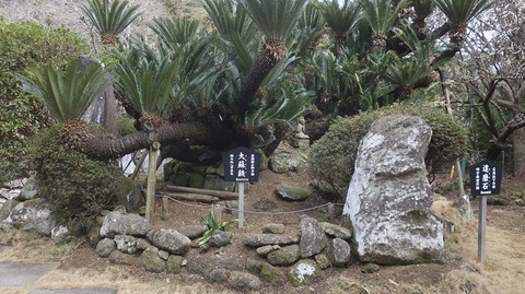 大蘇鉄