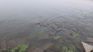 江戸から利根へ流水