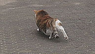 猫にバカにされた?