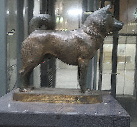 紀州犬