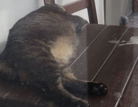 保護猫お昼寝中