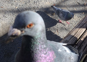鳩くん