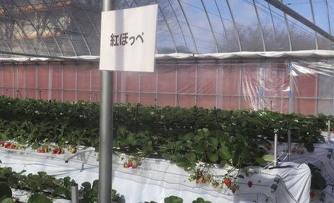 紅ほっぺ