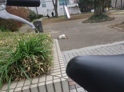 猫ゴロン