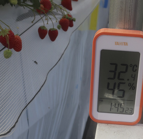 苺ハウス32℃
