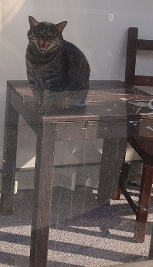 保護猫サンルーム