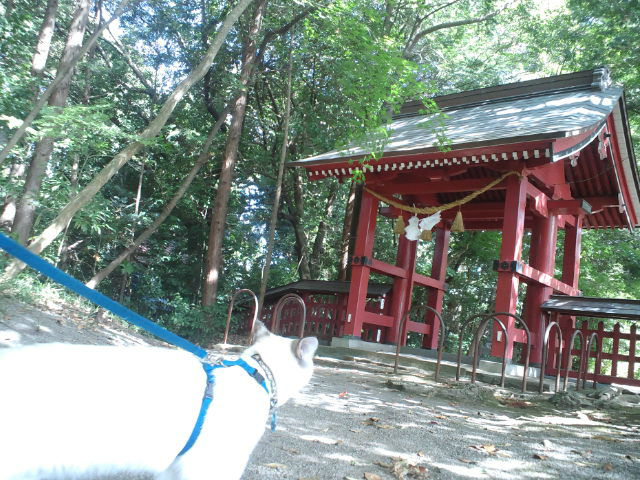 旅する猫 にゃあ 18夏in九州 3日目 小倉 大分中津 薦神社 猫とお出掛け にゃあ 店長のブログ 旅する猫 にゃあ 18夏in九州 3日目 小倉 大分中津 薦神社 猫とお出掛け にゃあ 店長のブログ
