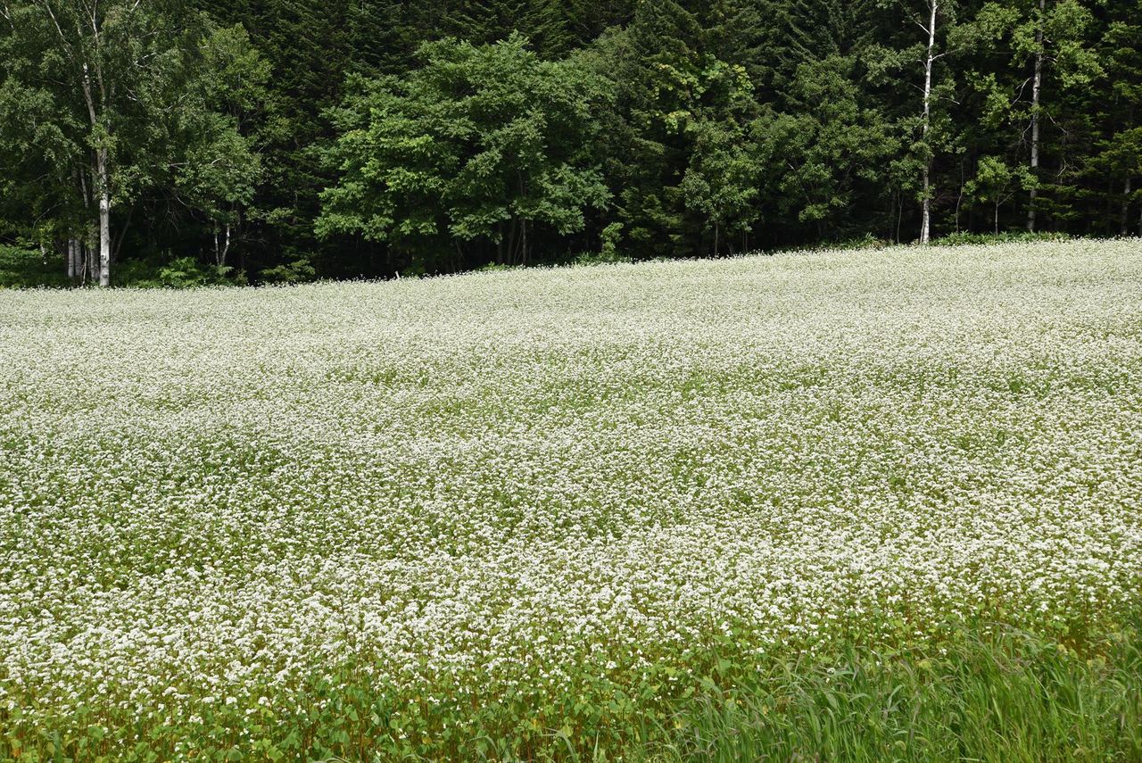 脆弱系ライダーの北海道ツーリング 前編 週末ひとり旅