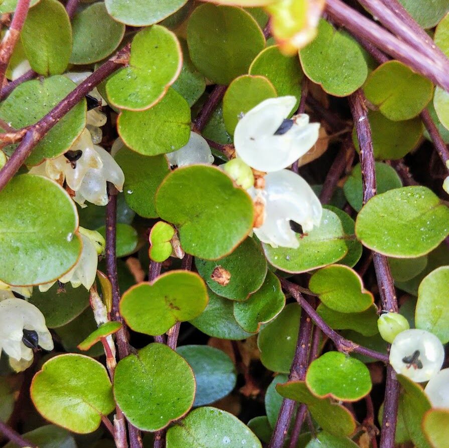 本当にこれが最後かも 悔いのないように こはれ日記