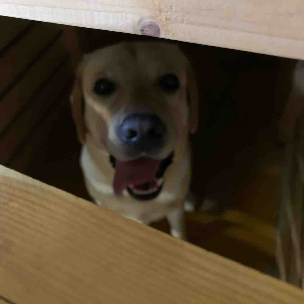 職業犬 ハッピーブログ