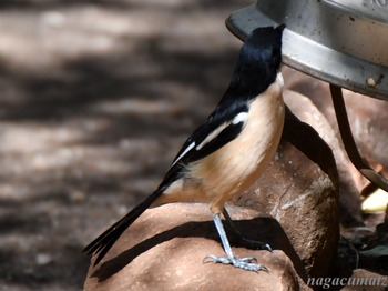 セグロヤブモズ Southern Boubou, Laniarius ferrugineus