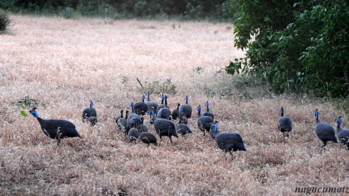 ホロホロチョウ Helmeted Guineafowl Numida meleagris
