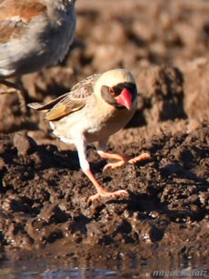 コウヨウチョウ　Red-billed Quelea Quelea quelea