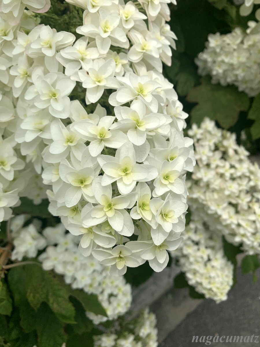 あじさい 1 カシワバアジサイ 6月6日 徒然なる All Over The World あじさい 1 カシワバアジサイ 6月6日 徒然なる All Over The World