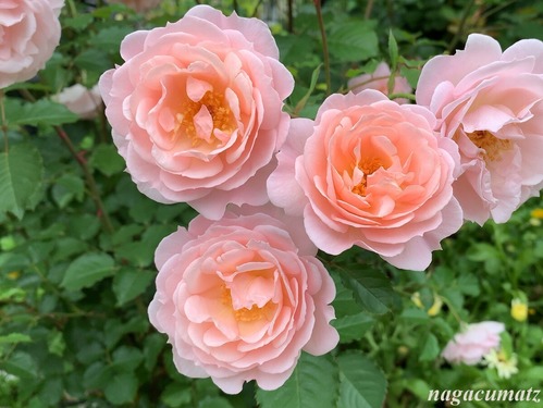 〇スターリィ・ヘブンズ