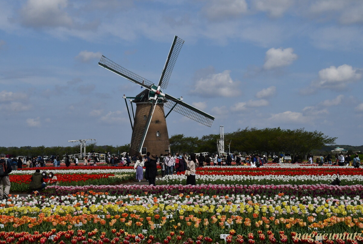 チューリップ 佐倉ふるさと広場 4月17日 22 徒然なる All Over The World