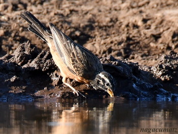 Cinnamon-breasted Bunting Emberiza tahapisi