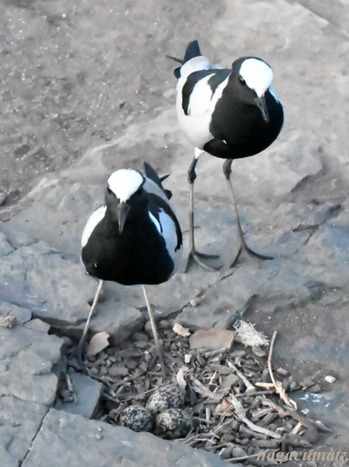 シロクロゲリ Blacksmith Lapwing, Vanellus armatus