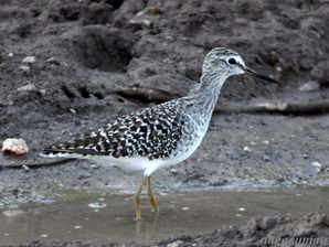 タカブシギ　Wood Sandpiper Tringa galareola