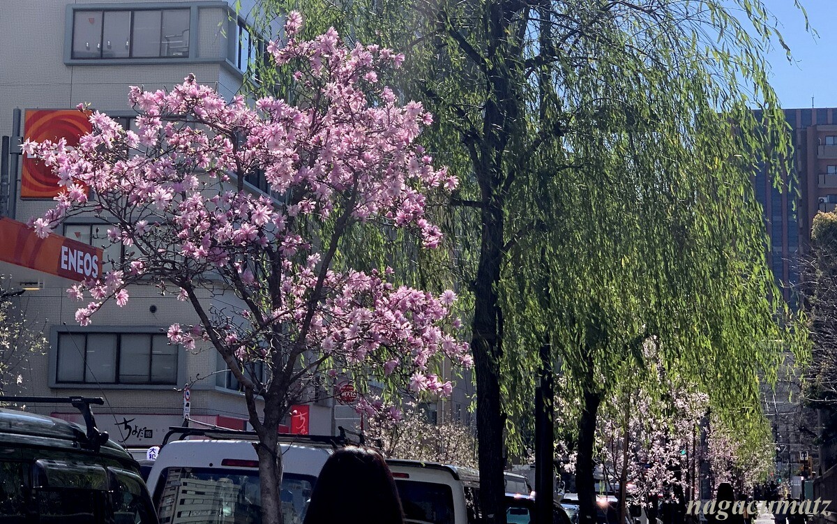 春の花 コブシ シデコブシ 3月14日 15日 21 徒然なる All Over The World
