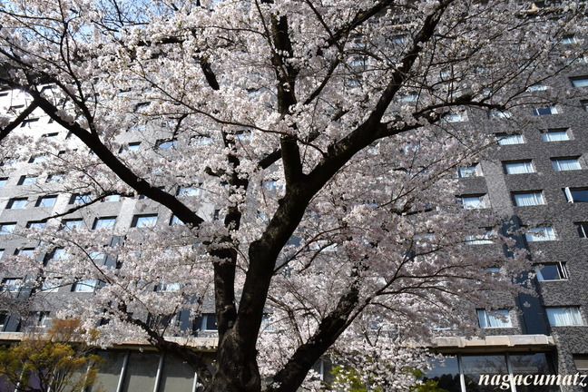 DSC_9508