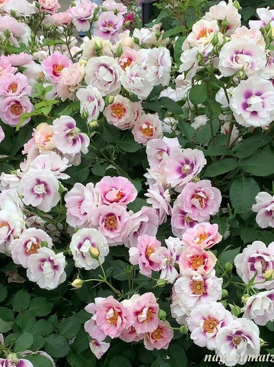 アイズ・フォー・ユー2