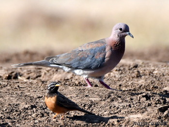 ワライバト　Laughing Dove Spilopelia senegalensis