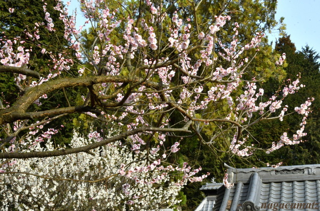 DSC_7859-002