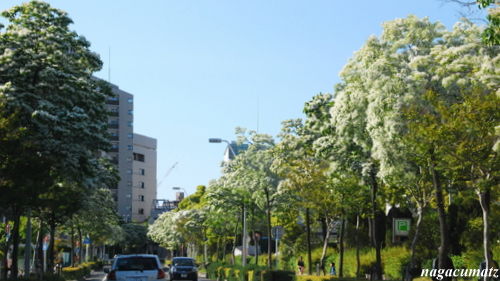 イメージ 7