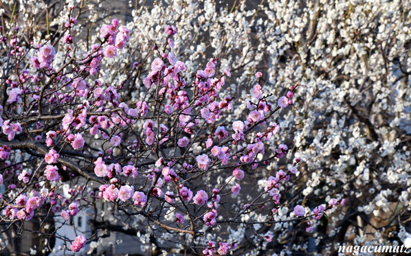 梅を求めて’26＜7＞ 羽根木公園 （2月23日’26）