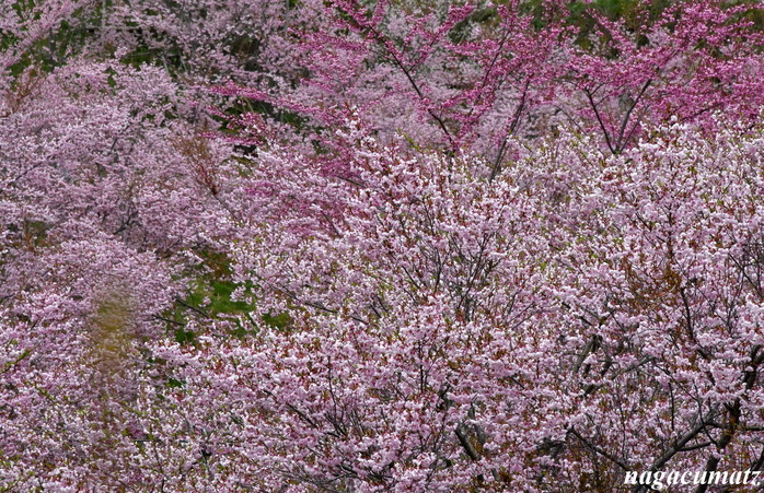 桜を求めて’24＜11＞ひらゆさくら ＠ 奥飛騨温泉郷平湯（５月1日’24）