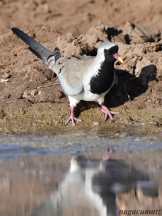 Namaqua Dove Oena cpensis