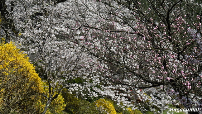 DSC_8216